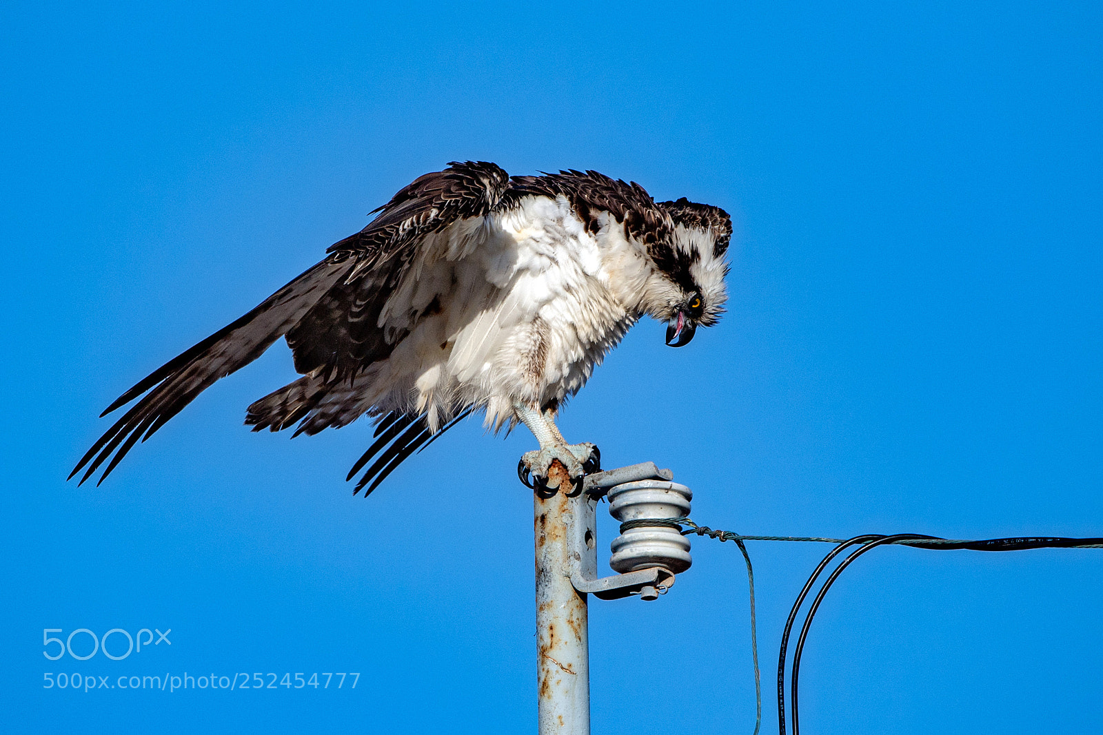 Nikon D5 sample photo. Osprey telegraph photography
