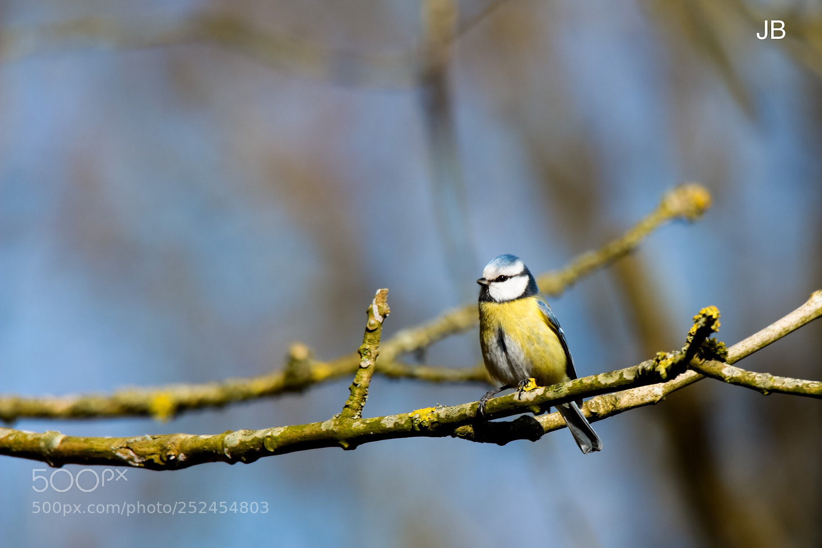 Canon EOS 650D (EOS Rebel T4i / EOS Kiss X6i) sample photo. Little blue tit photography