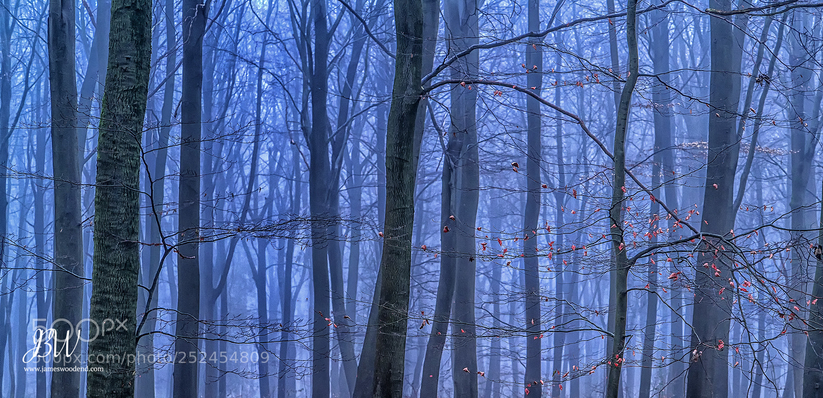 Sony a7R II sample photo. Misty woods photography