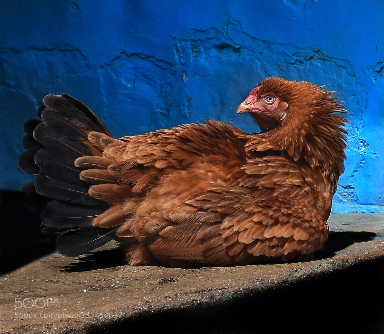 Nikon D7200 sample photo. Candid feathery pose photography