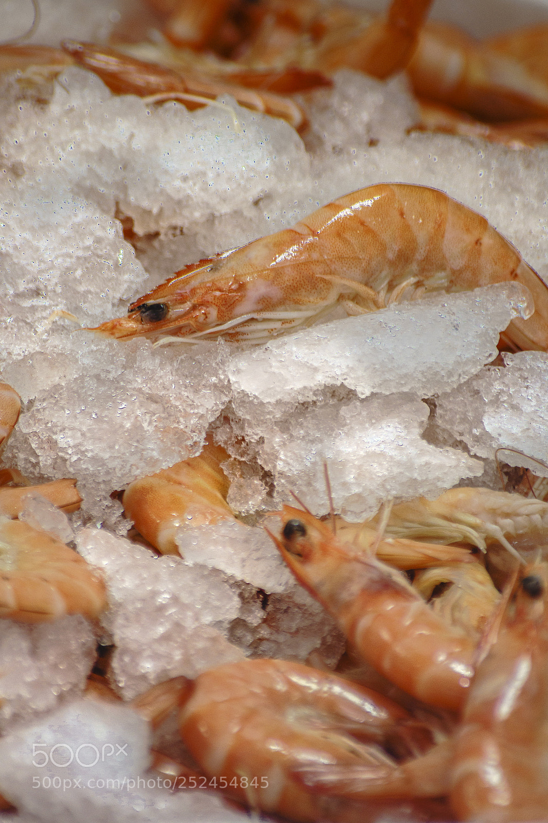 Sony SLT-A68 sample photo. Ice ice baby photography