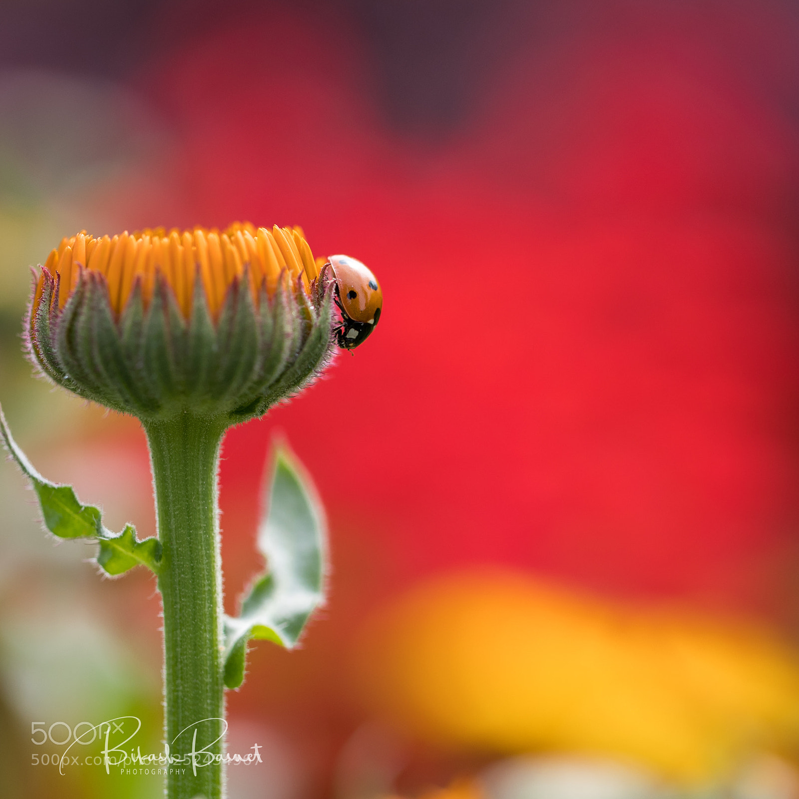 Canon EOS-1D X Mark II sample photo. Ladybug photography