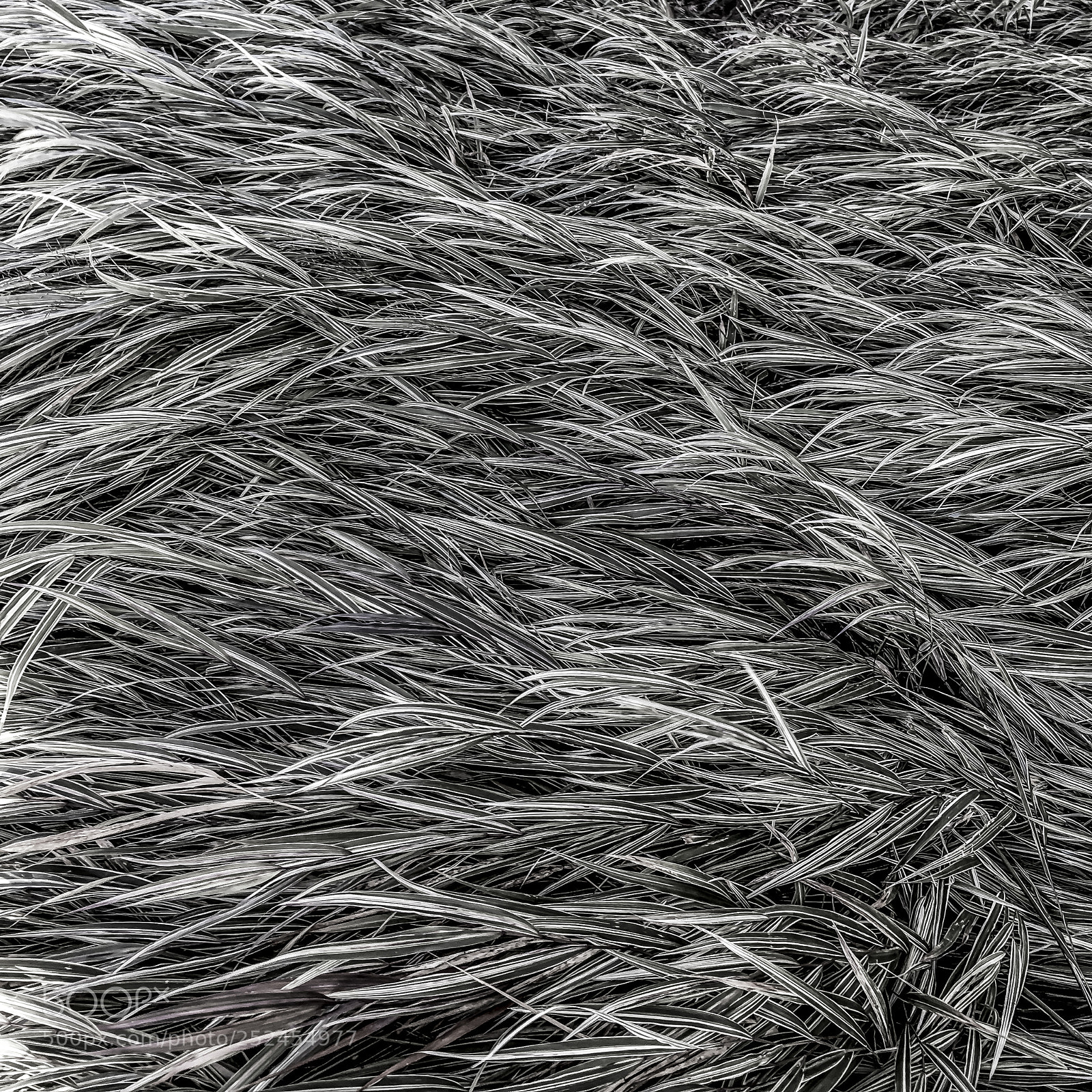 Apple iPhone sample photo. Grass waves ne photography