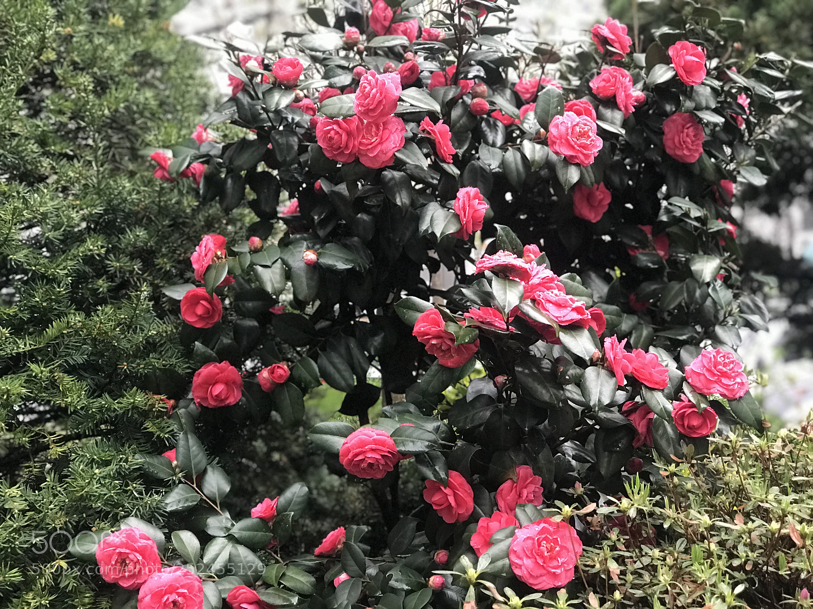 Apple iPhone 7 Plus sample photo. Untitled photography