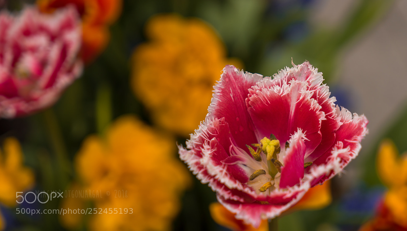 Sony a7 II sample photo. Flower photography