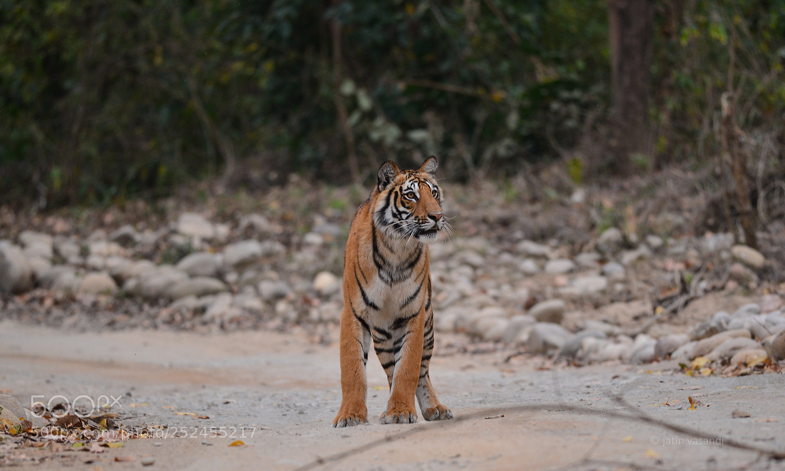Nikon D600 sample photo. Langdie photography