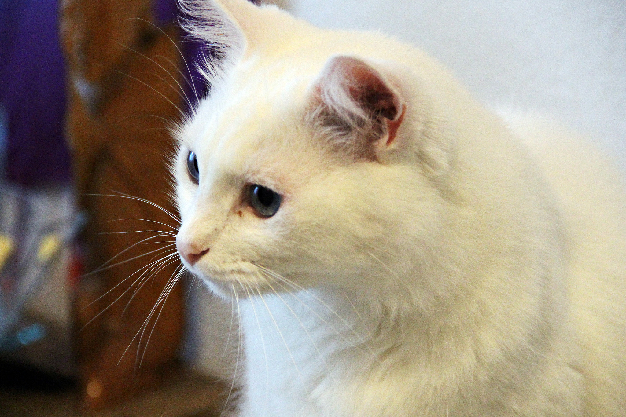 Canon EOS 700D (EOS Rebel T5i / EOS Kiss X7i) sample photo. Sidarta, o gato manhoso photography