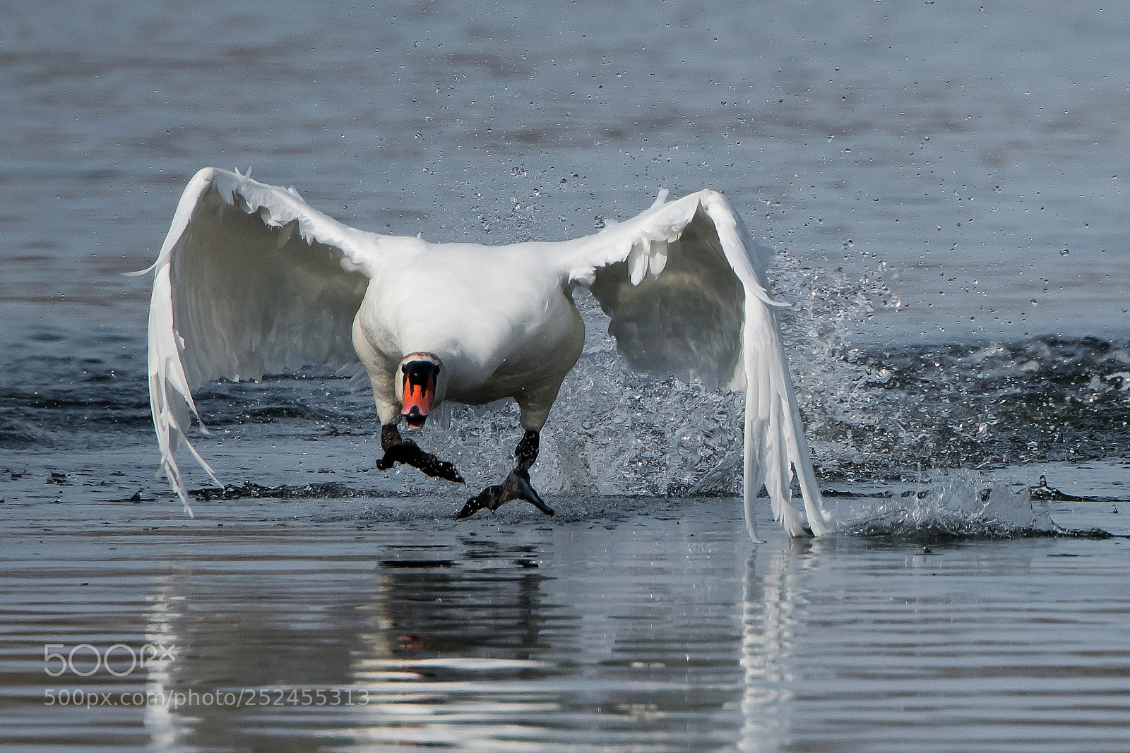 Nikon D850 sample photo. Swan photography