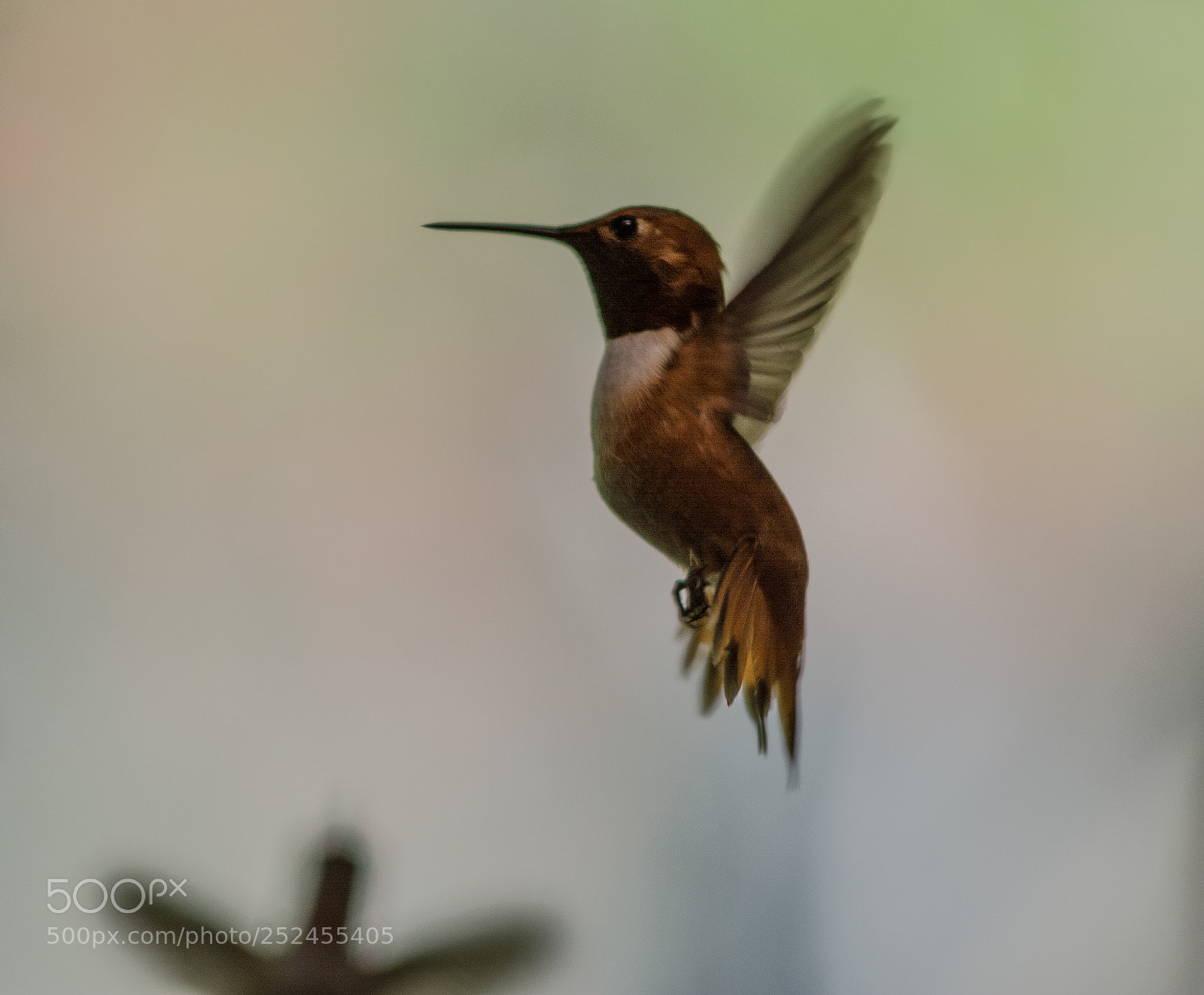 Nikon D7100 sample photo. Humming bird photography