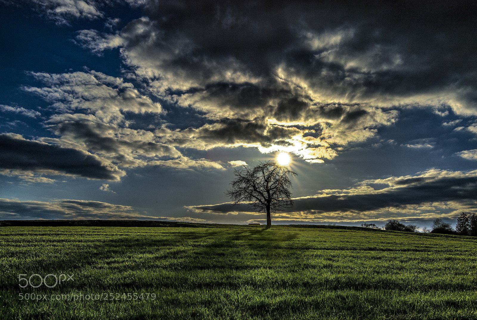 Nikon D5 sample photo. Sunset tree - second photography