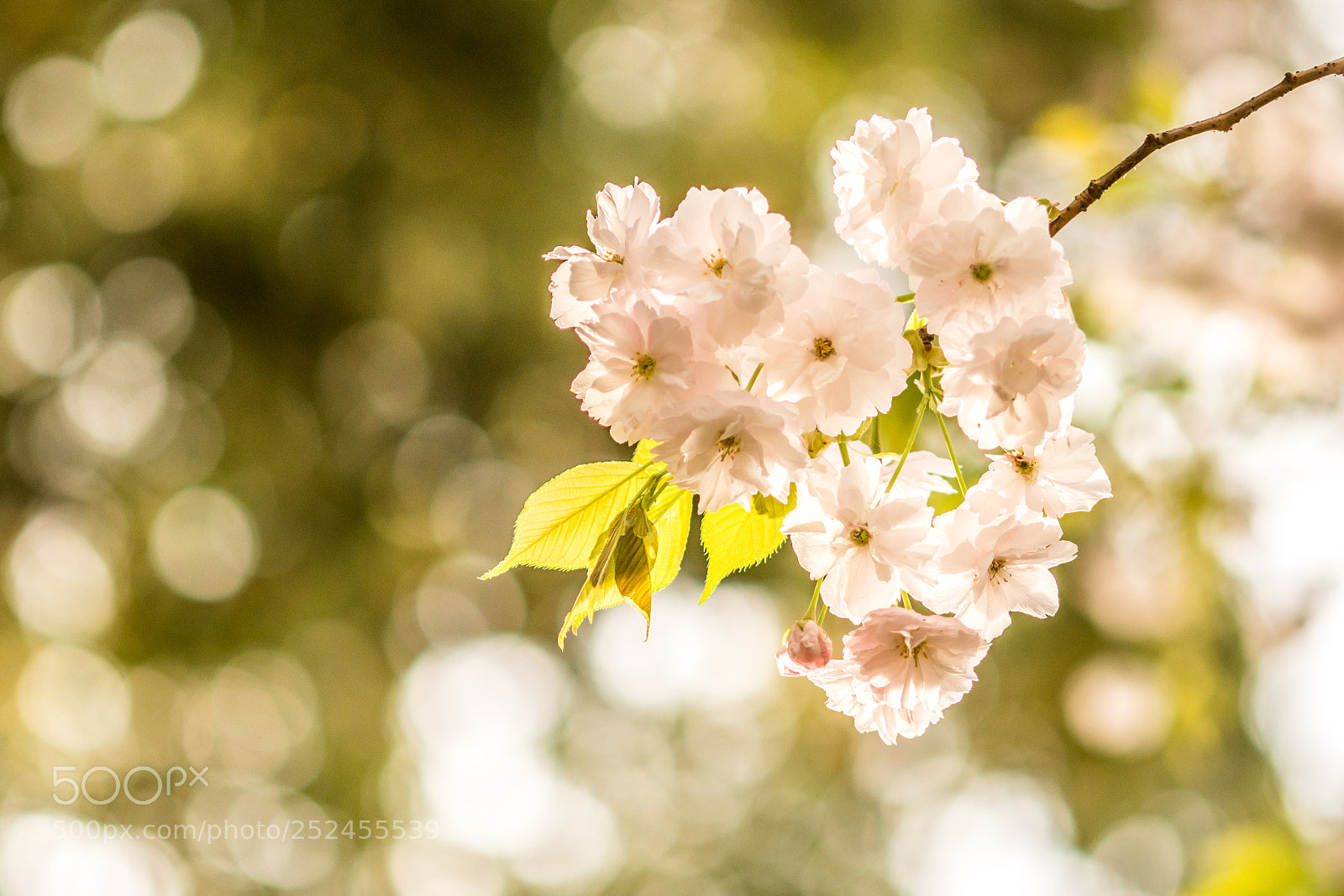 Nikon D500 sample photo. Afternoon light and cherry photography