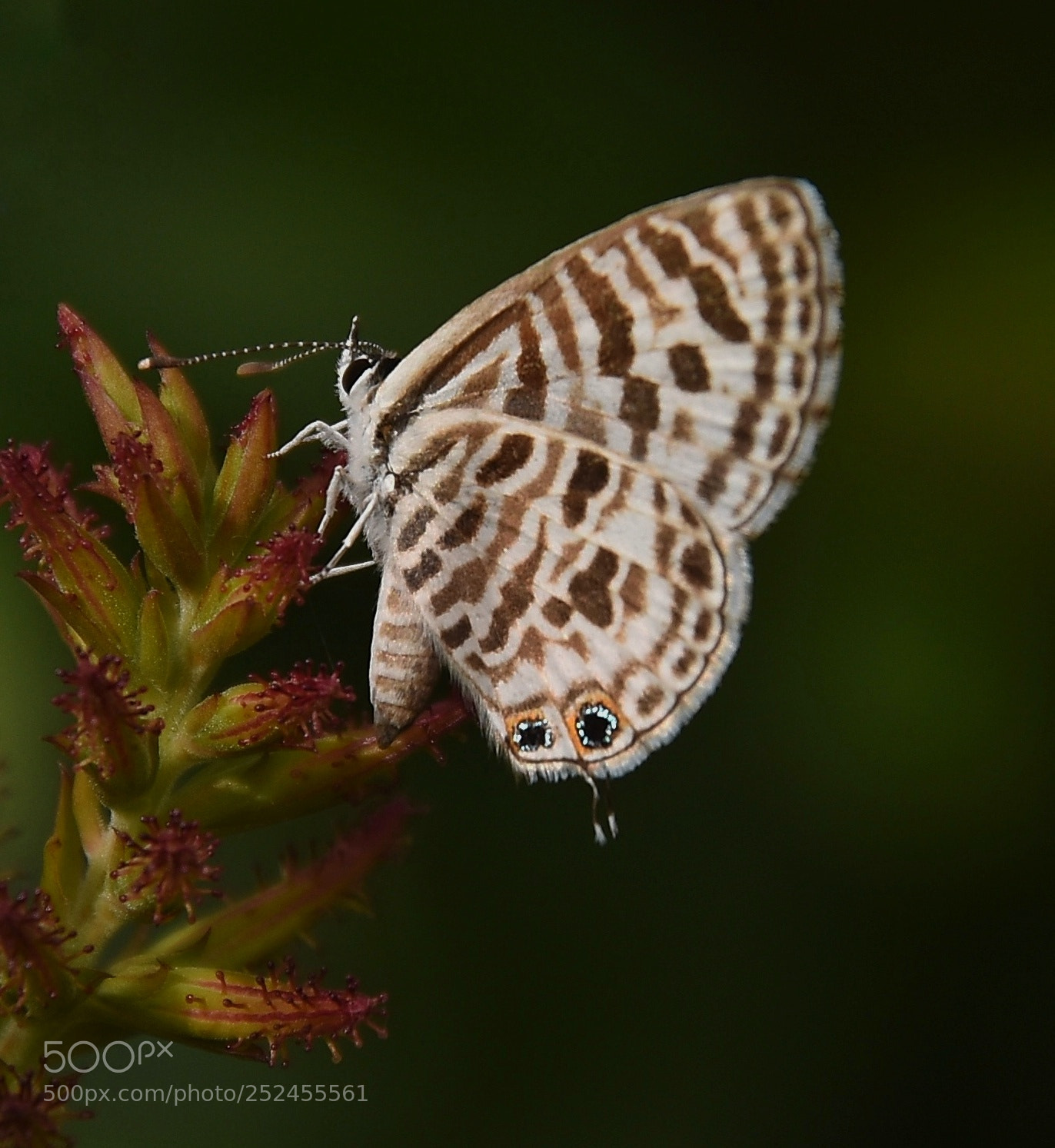 Nikon D7200 sample photo. Plains cupid photography