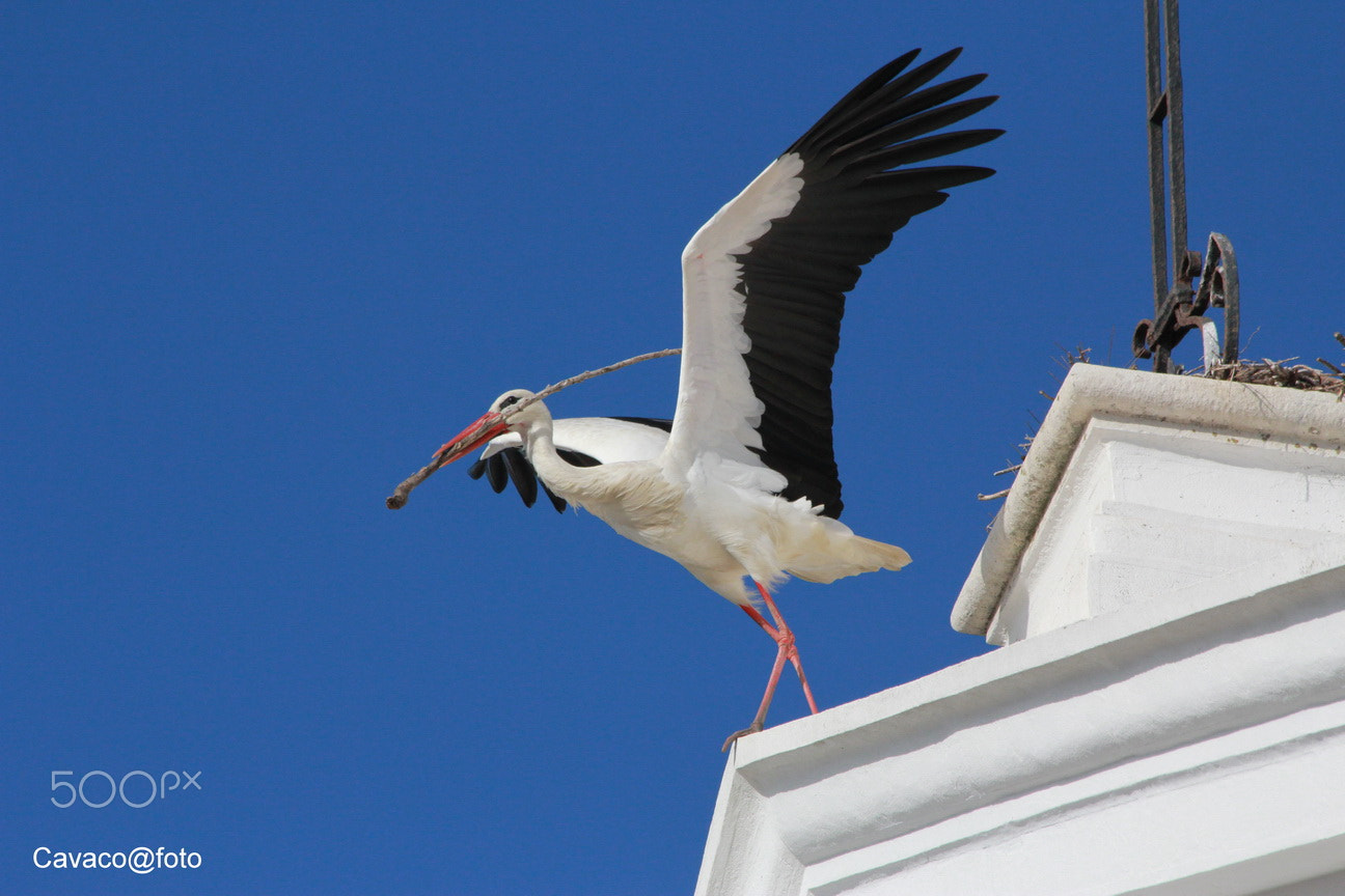 Canon EF 70-300mm F4-5.6 IS USM sample photo. Img photography