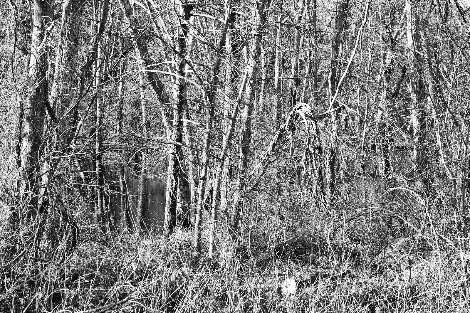 Nikon D3300 sample photo. Beaver brook woods photography
