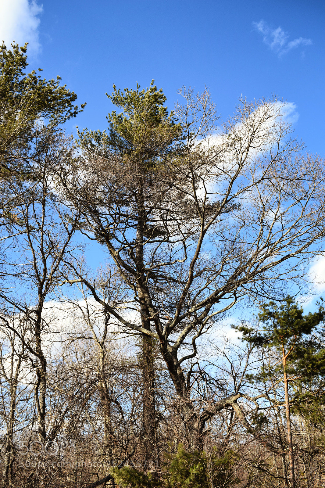 Nikon D3300 sample photo. Beaver brook tree photography