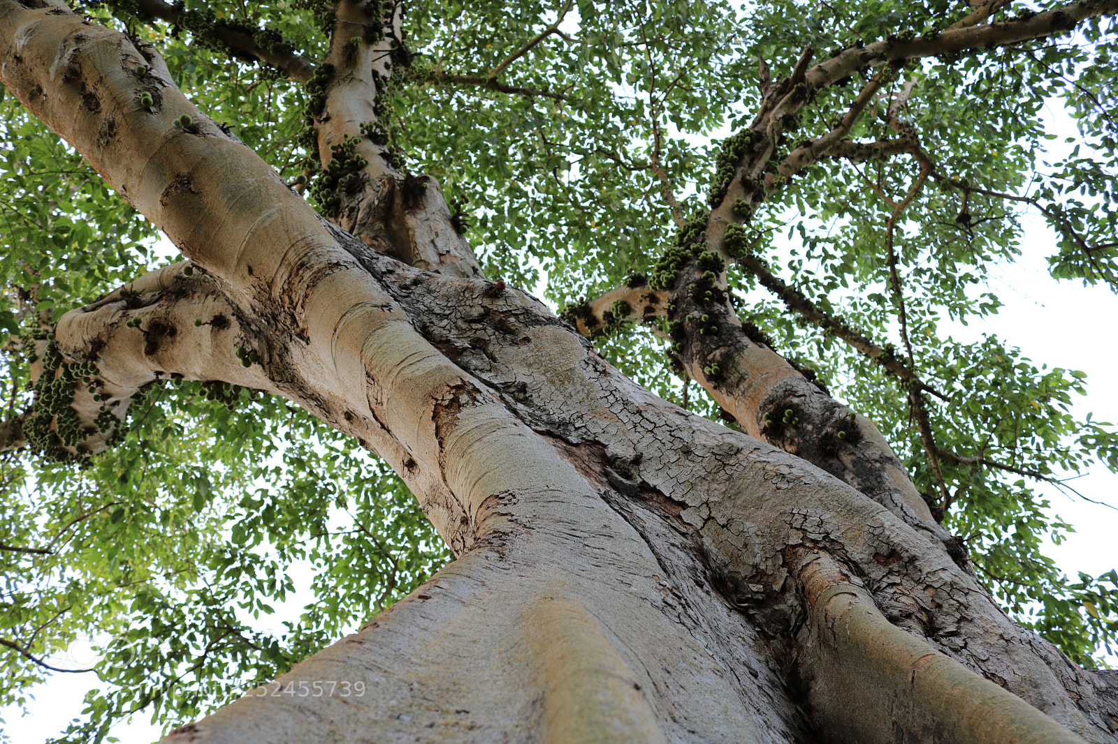 Canon EOS 750D (EOS Rebel T6i / EOS Kiss X8i) sample photo. Untitled photography