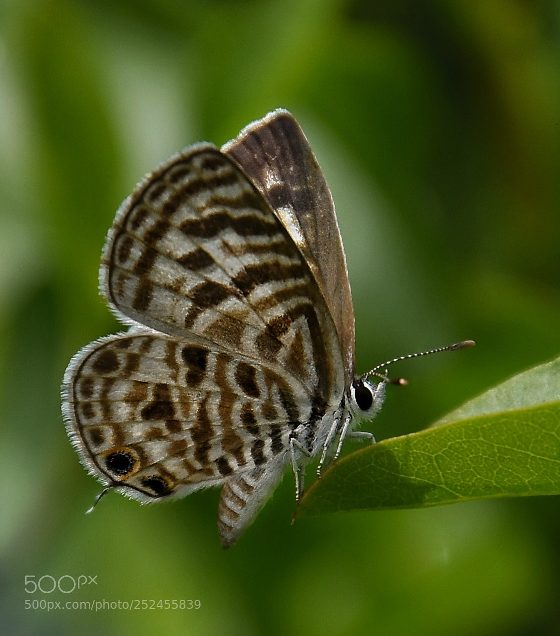 Nikon D7200 sample photo. Plains cupid photography