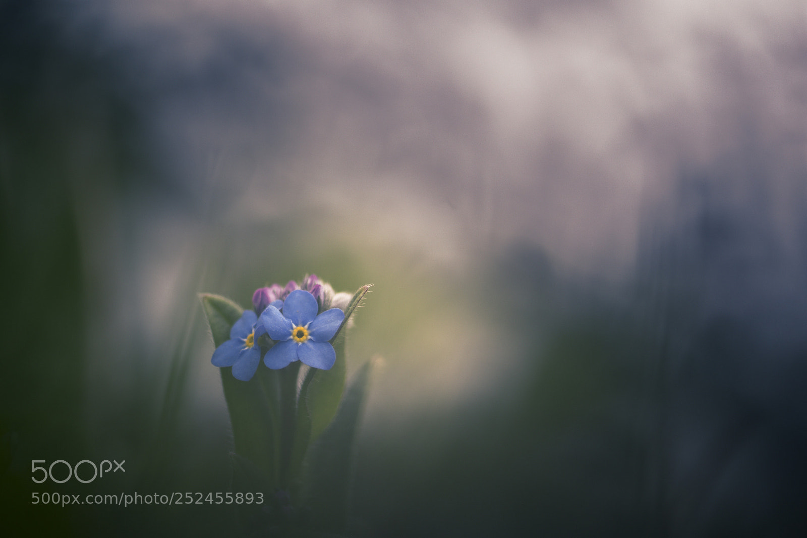 Nikon D7200 sample photo. Myosotis alpestris photography