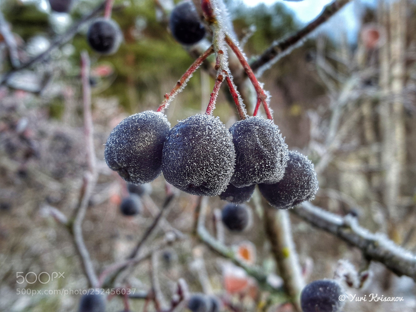 Samsung Galaxy Alpha sample photo. Berries after a cold photography