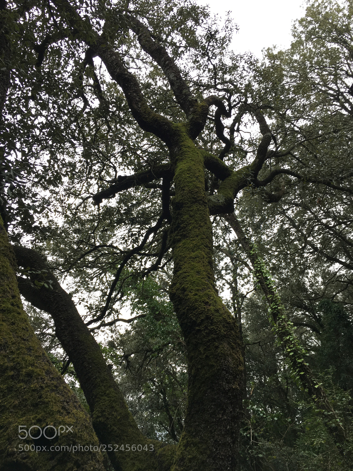 Apple iPhone 6s sample photo. E recebem a chuva photography