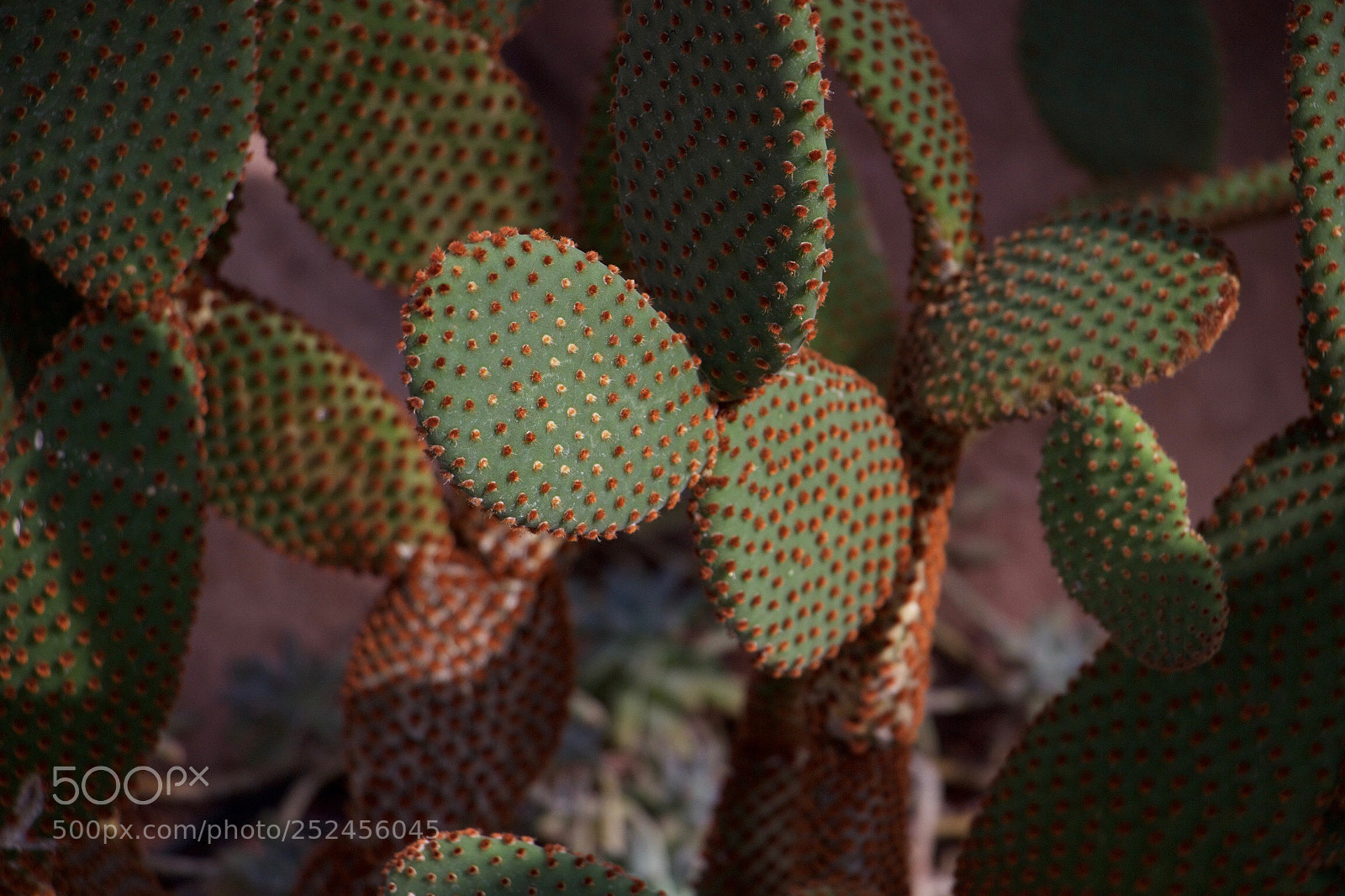 Canon EOS 600D (Rebel EOS T3i / EOS Kiss X5) sample photo. Prickly photography