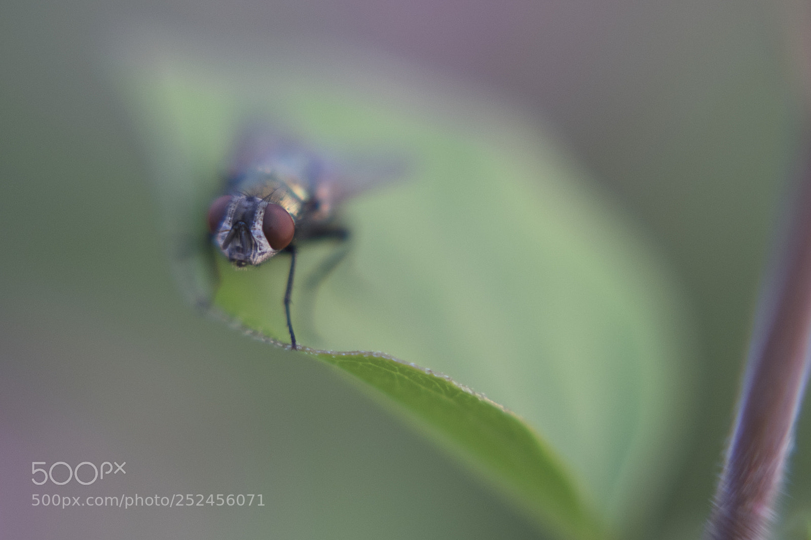 Fujifilm X-T1 sample photo. Hey little guy photography