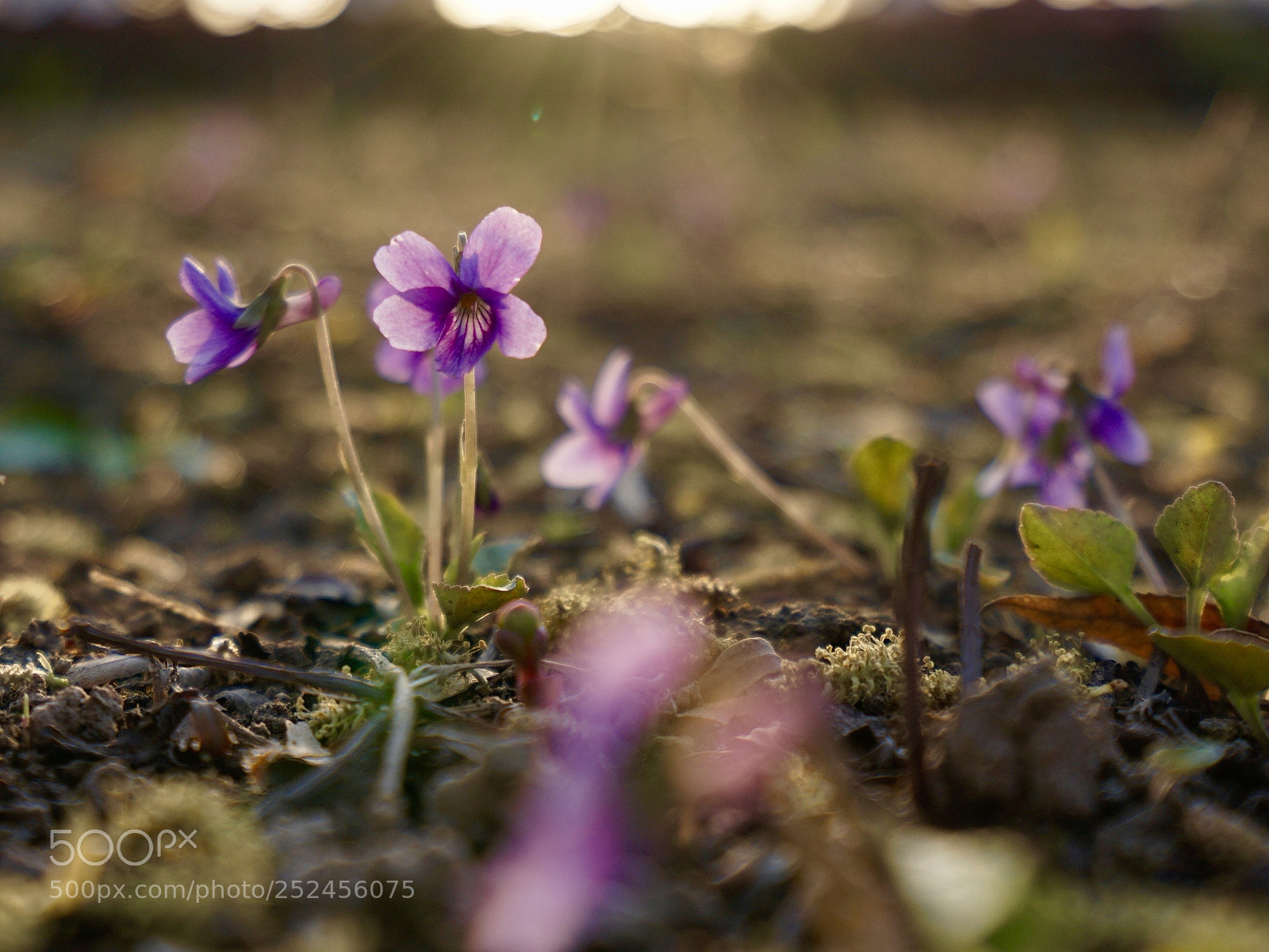 Sony a7 II sample photo. 末世孤華 photography