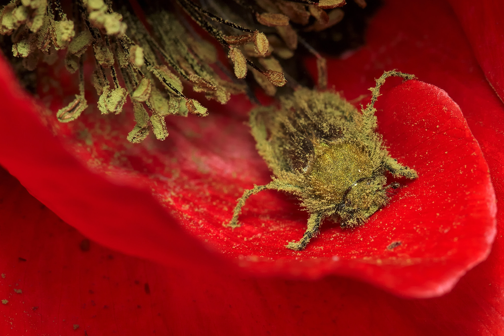 Nikon AF-S Micro-Nikkor 105mm F2.8G IF-ED VR sample photo. Macro photography