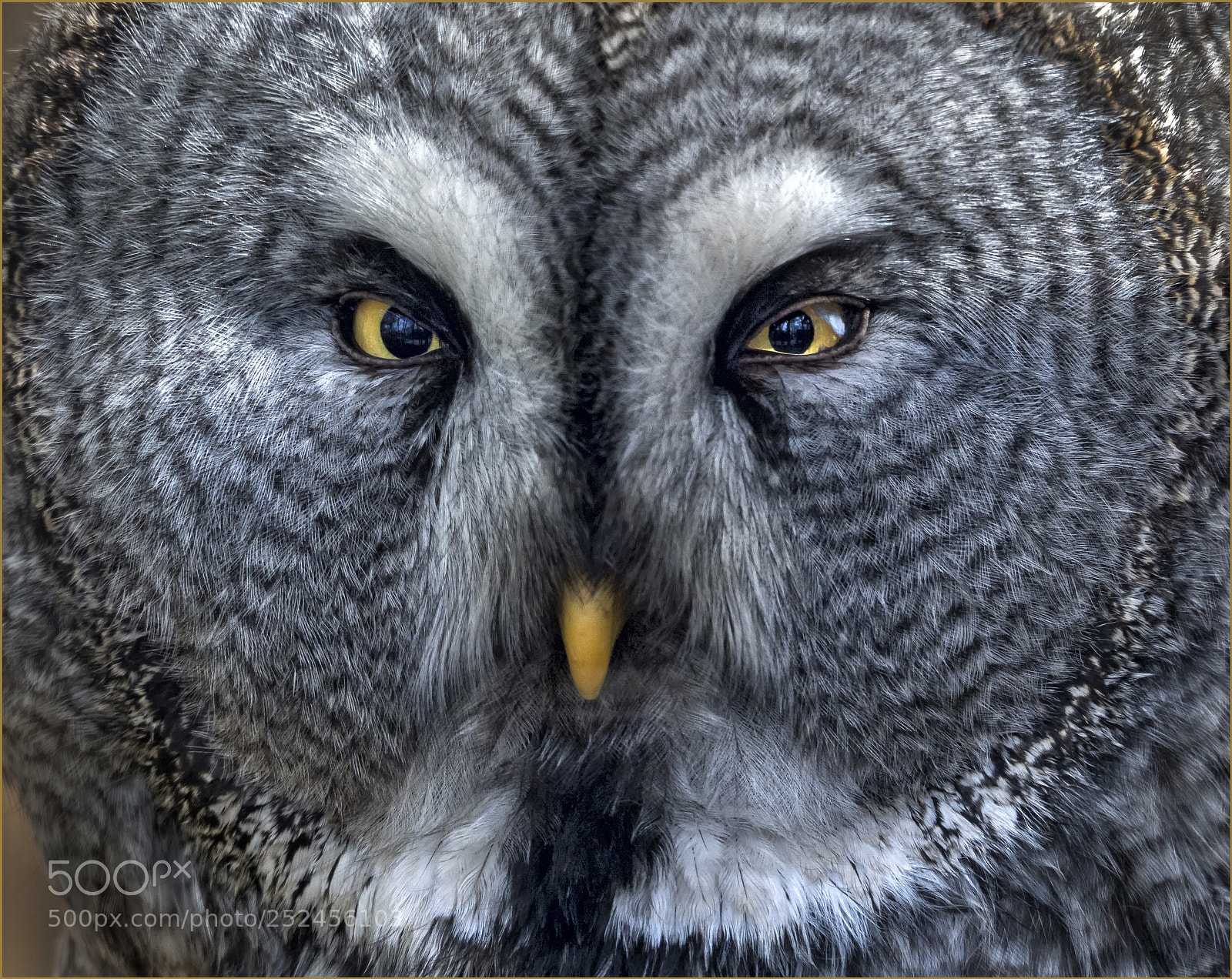 Olympus OM-D E-M1 Mark II sample photo. Great grey owl photography