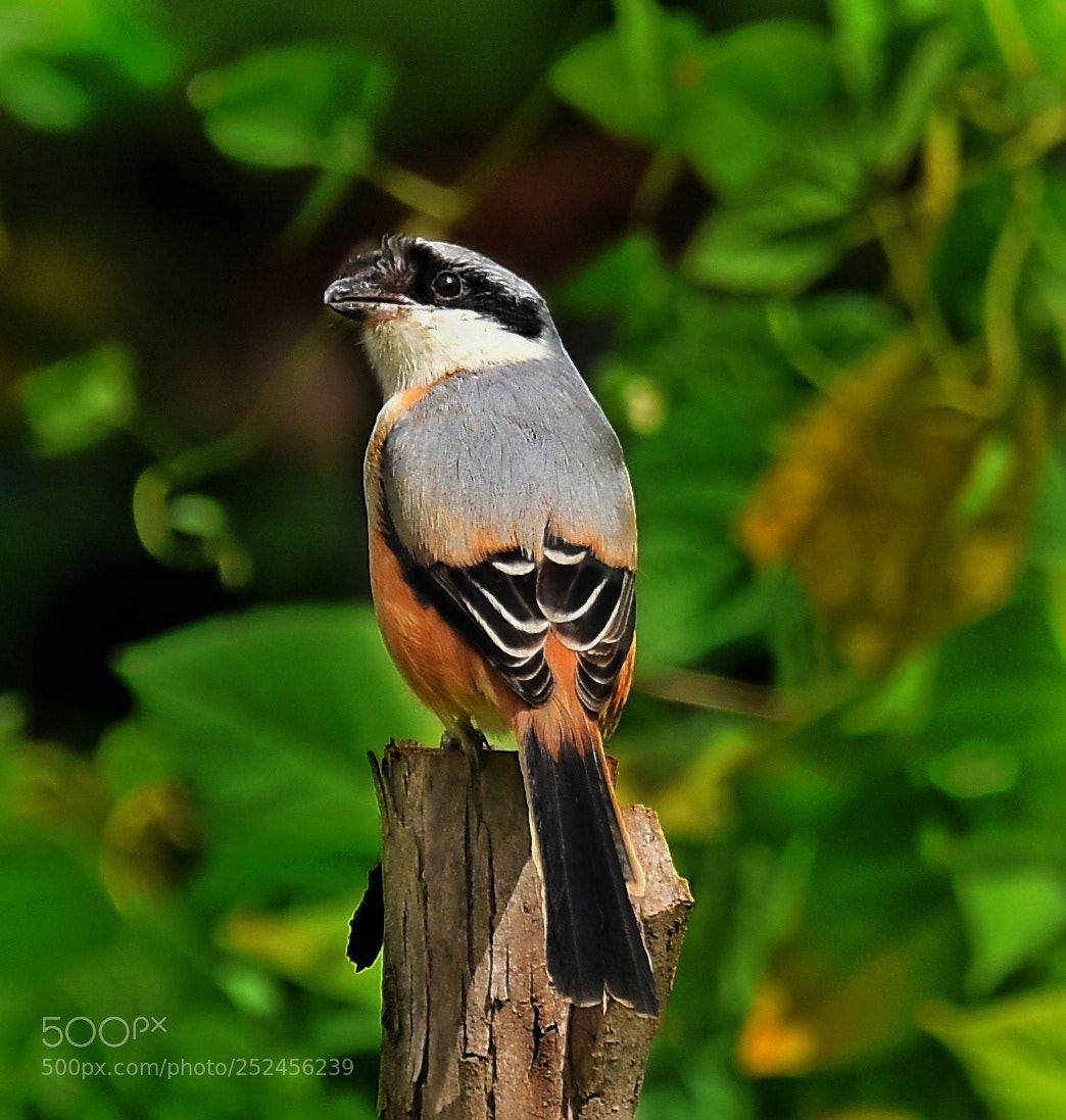 Nikon D7200 sample photo. Long tailed shrike photography