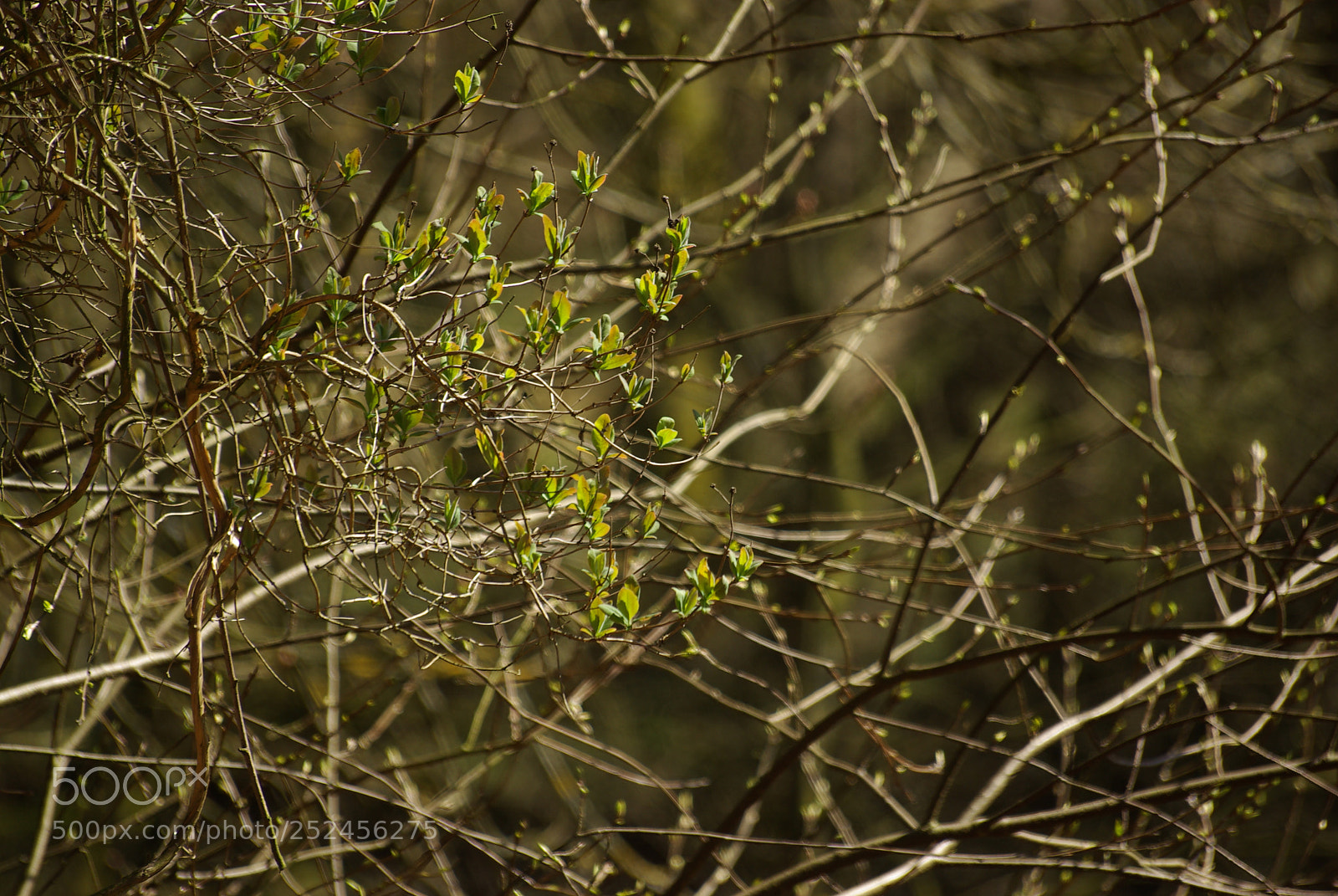 Pentax K10D sample photo. Spring photography