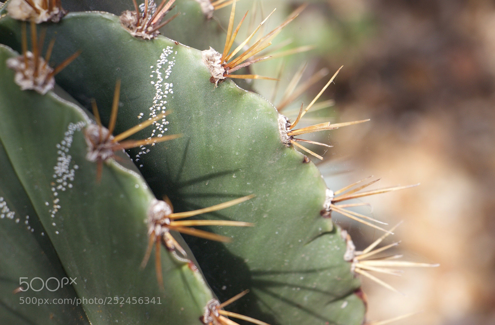 Canon EOS 600D (Rebel EOS T3i / EOS Kiss X5) sample photo. Get to the point. photography