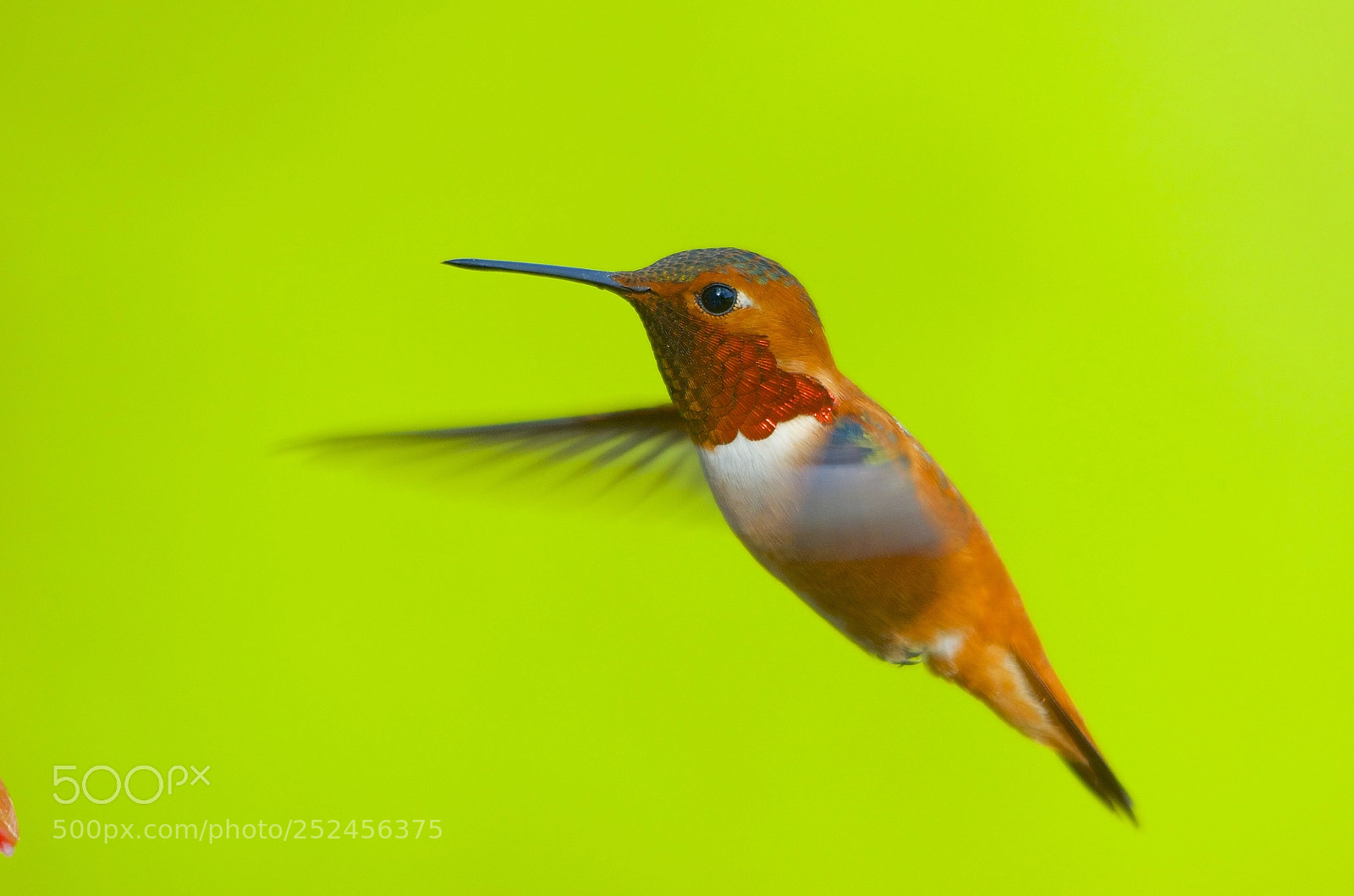Nikon D7000 sample photo. Rufous hummingbird photography