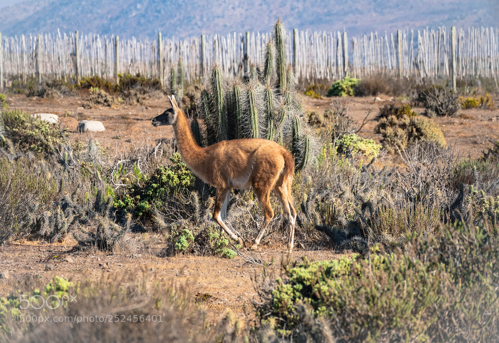 Pentax K-1 sample photo. Guanaco photography