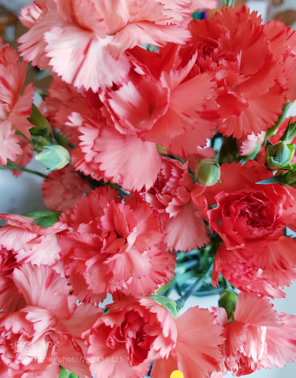 Samsung Galaxy S8 sample photo. Carnations. photography