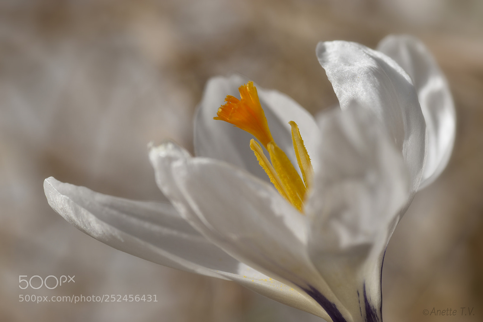 Nikon D5500 sample photo. Spring , welcome ! photography