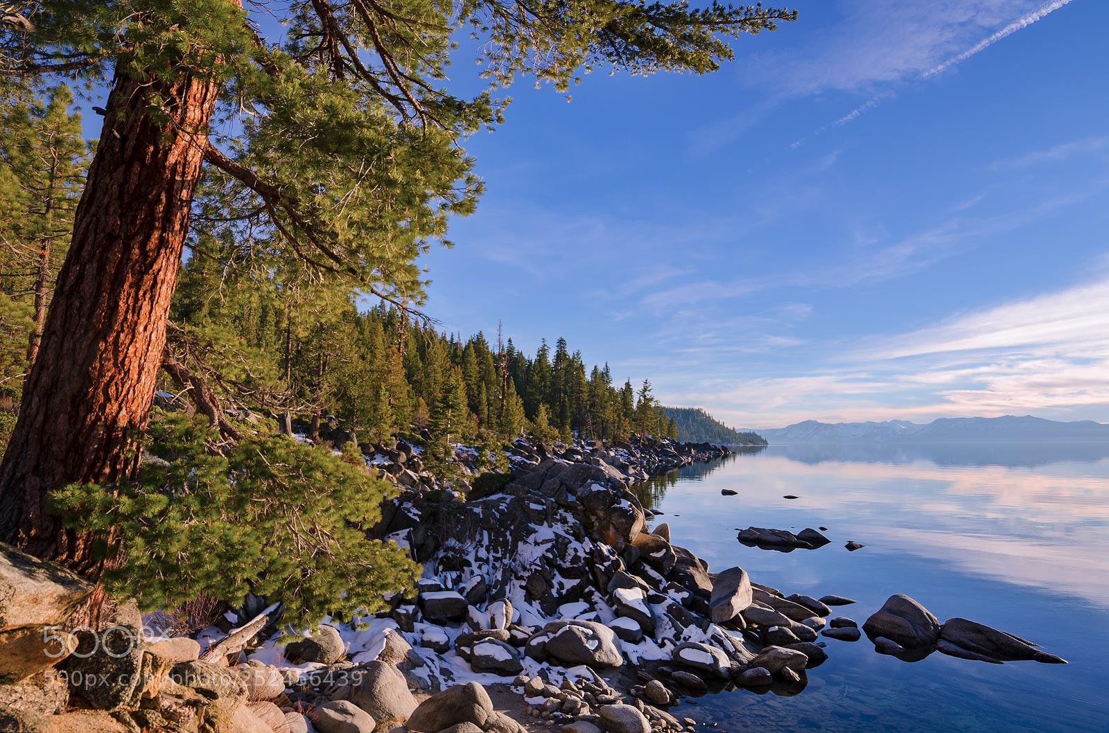 Nikon D5100 sample photo. Ponderosa pine in the photography