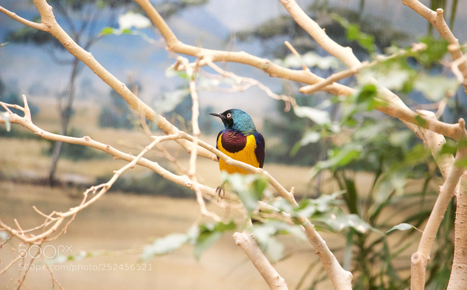 Canon EOS 600D (Rebel EOS T3i / EOS Kiss X5) sample photo. Colored camouflage  photography