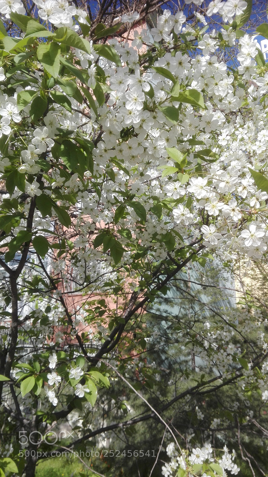 HUAWEI P8 Lite sample photo. Cherry blossom photography