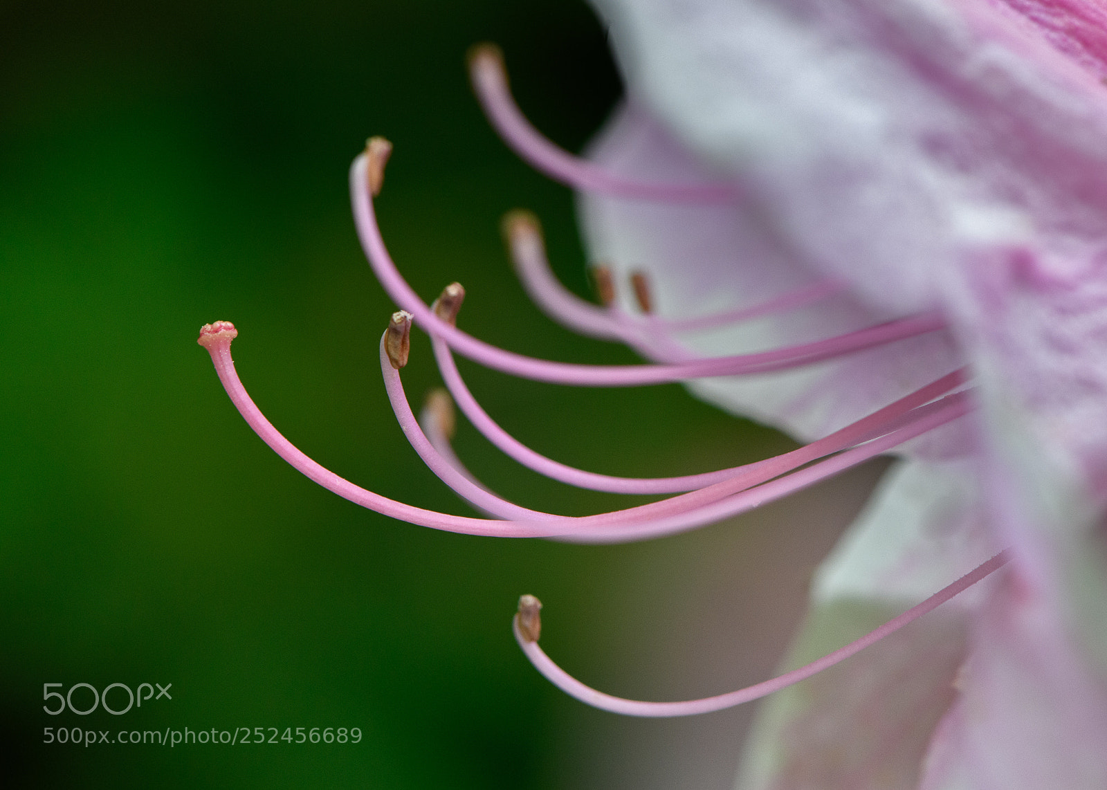 Nikon D850 sample photo. Azalea profile photography