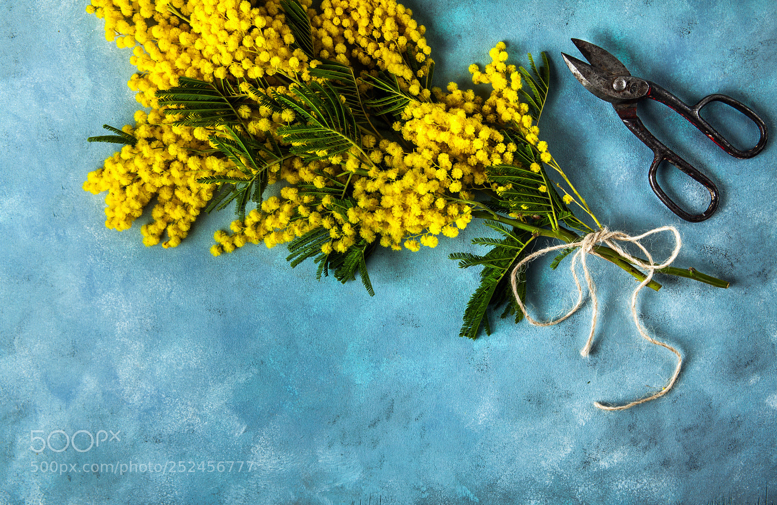 Canon EOS 5D Mark II sample photo. Yellow mimosa bouquet on photography