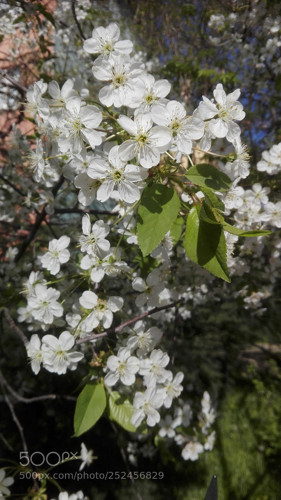 HUAWEI P8 Lite sample photo. Cherry blossom-2 photography