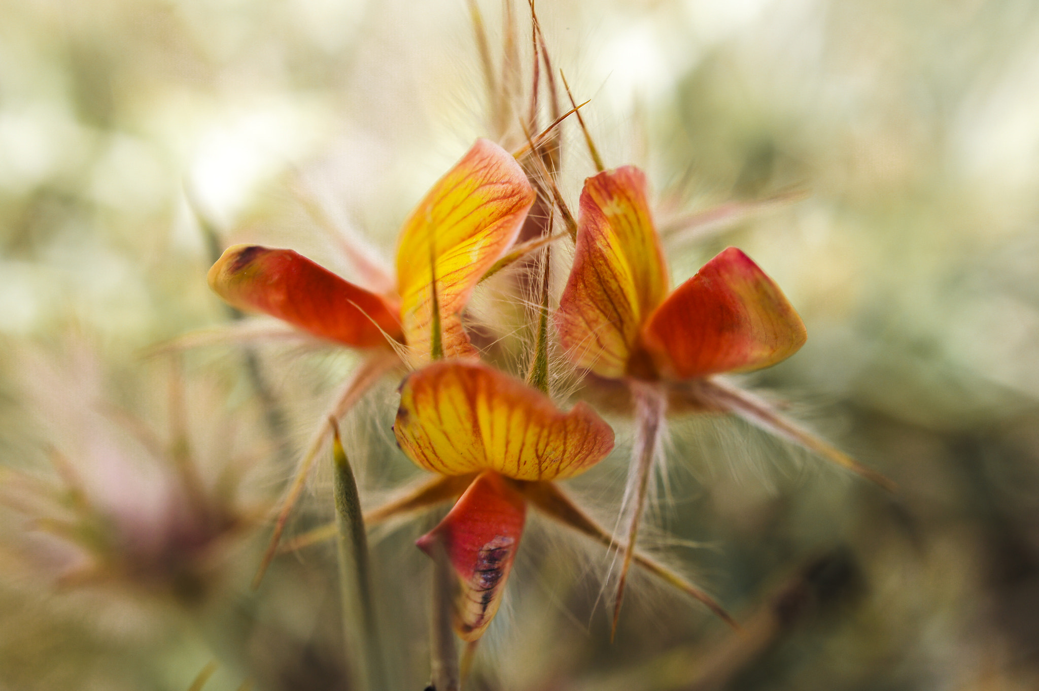 Sony Alpha NEX-C3 sample photo. Gold flower photography