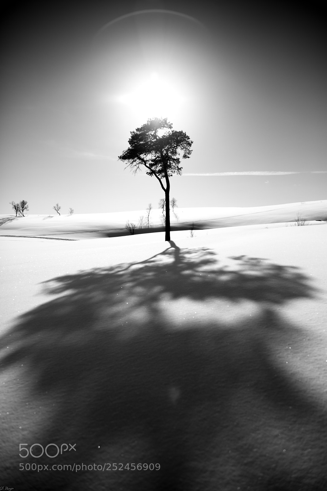 Canon EOS 5D Mark IV sample photo. The lonely tree photography