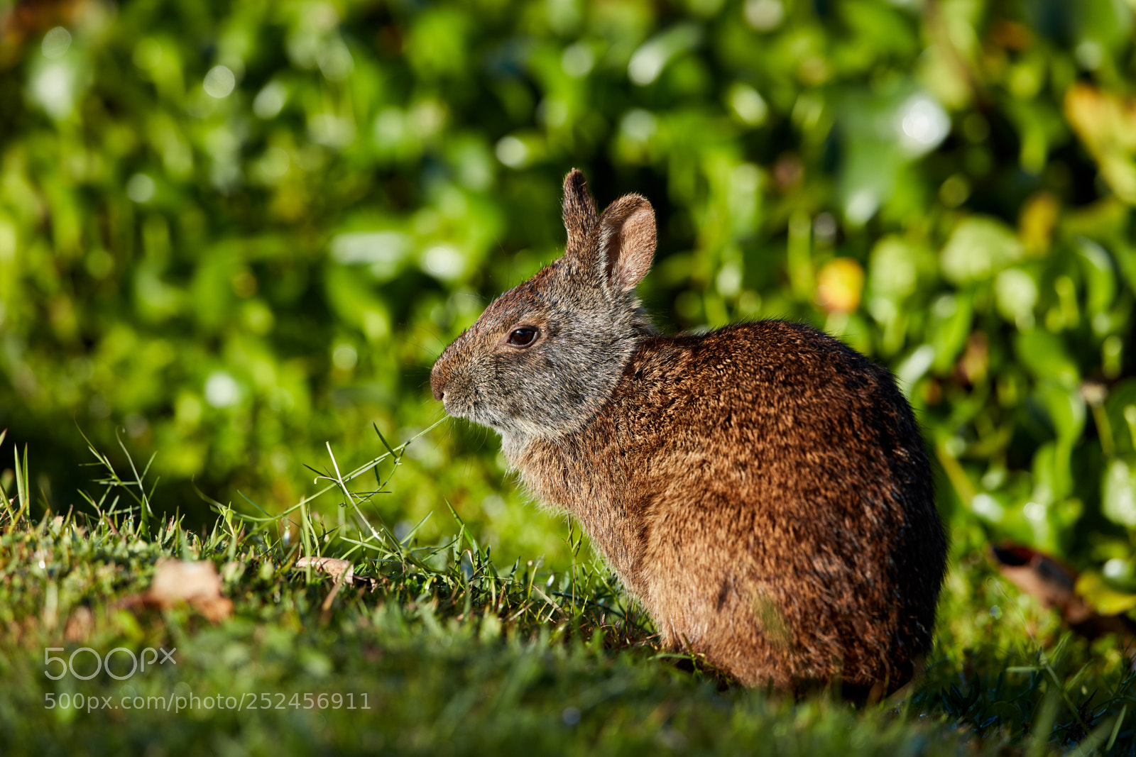 Canon EOS 5DS R sample photo. 04-06-18-0010710.jpg photography