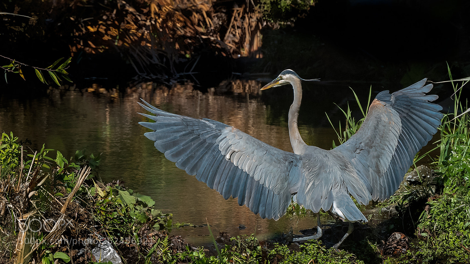 Nikon D810 sample photo. A hunters wings photography