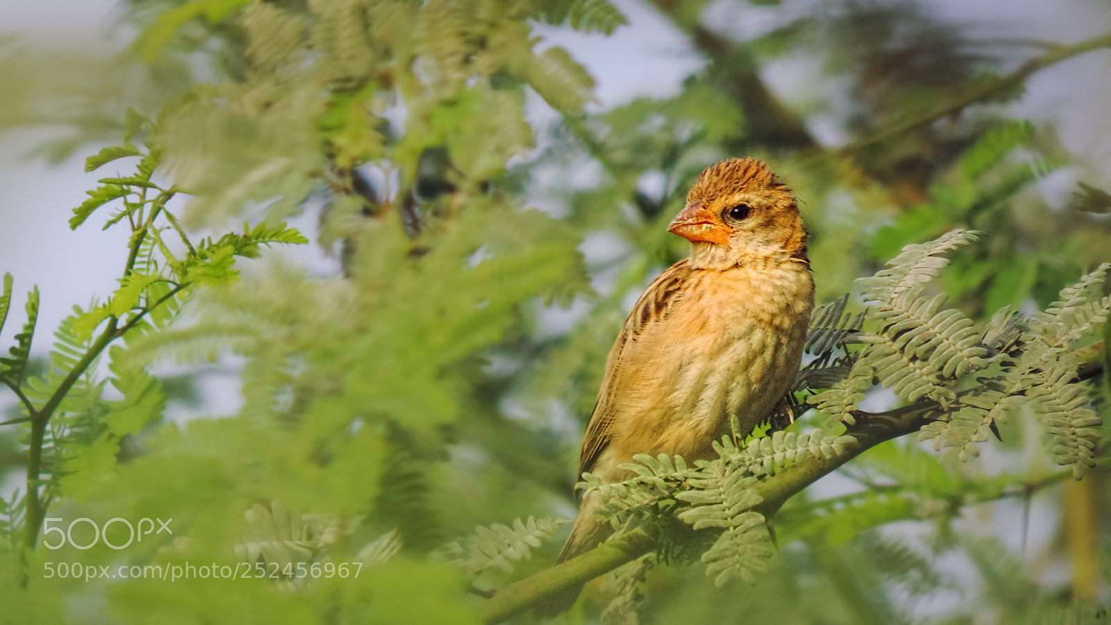Nikon Coolpix P520 sample photo. Baya weaver photography
