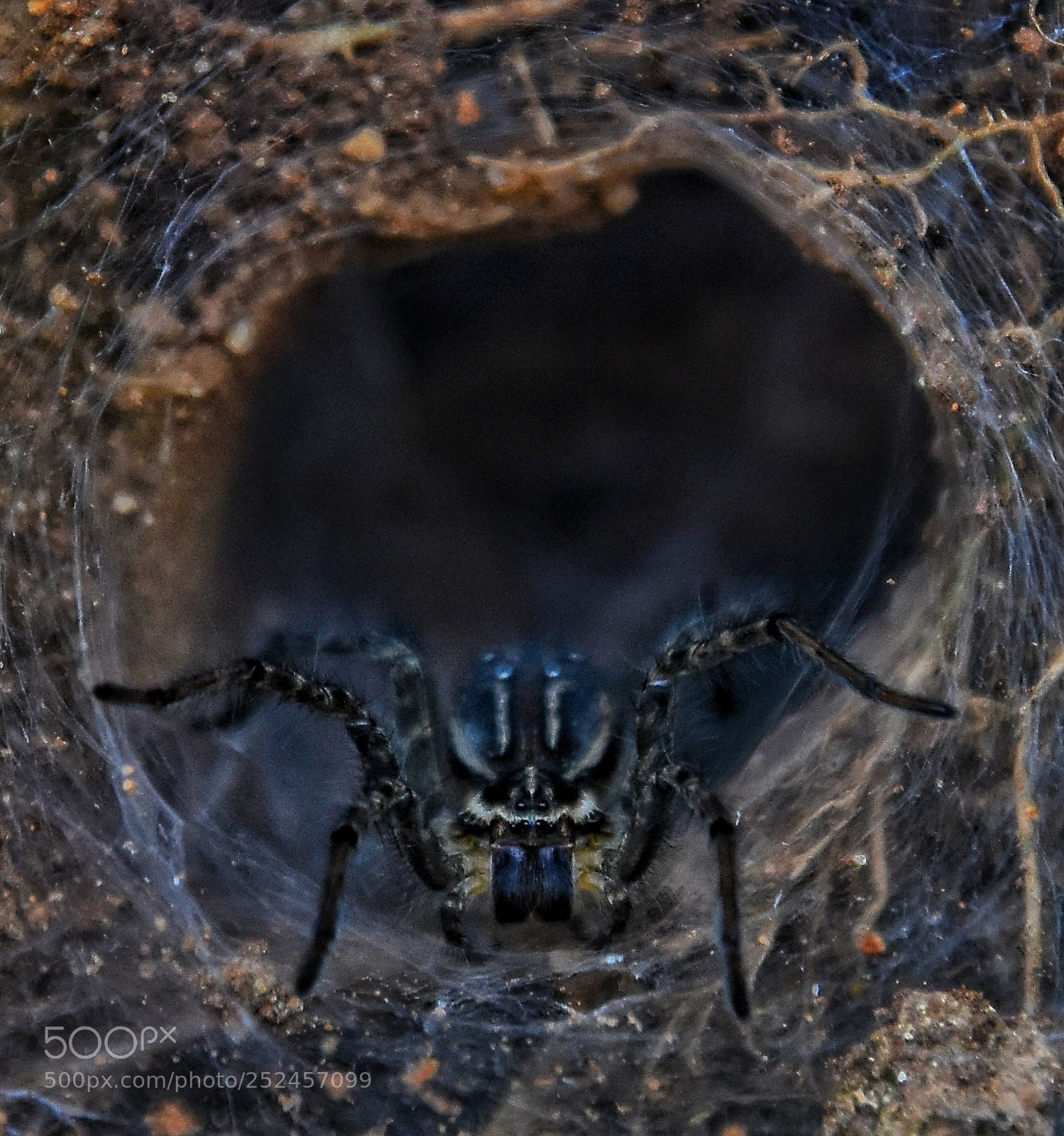 Nikon D7200 sample photo. Spider photography