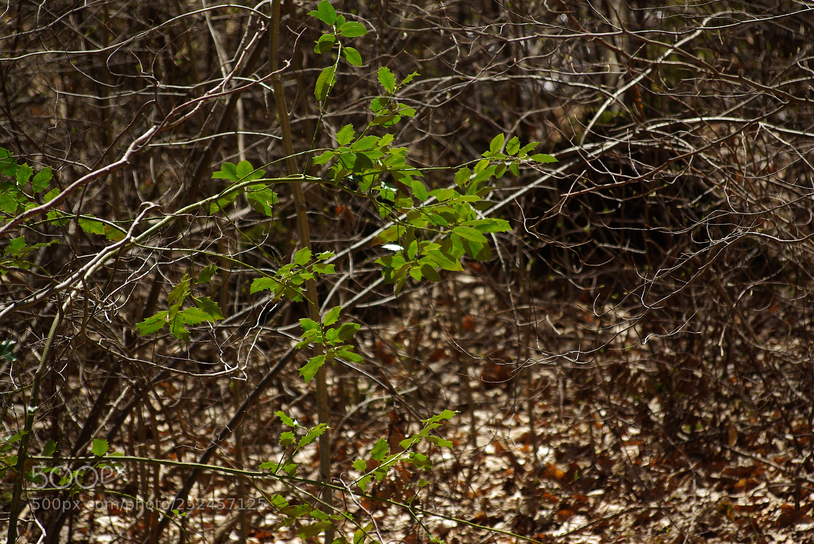 Pentax K10D sample photo. Spring photography