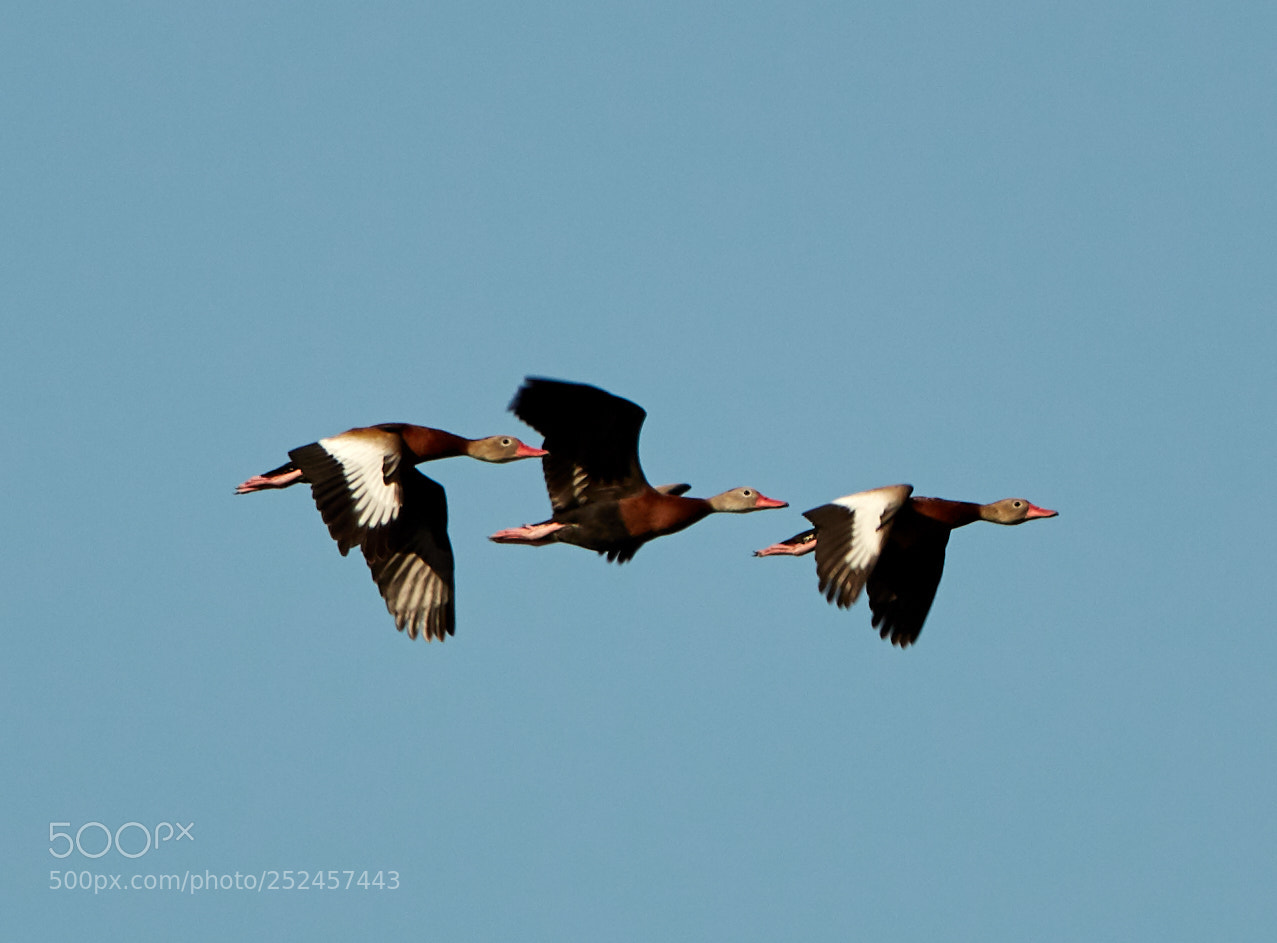 Canon EOS 5DS R sample photo. 04-06-18-0010698.jpg photography
